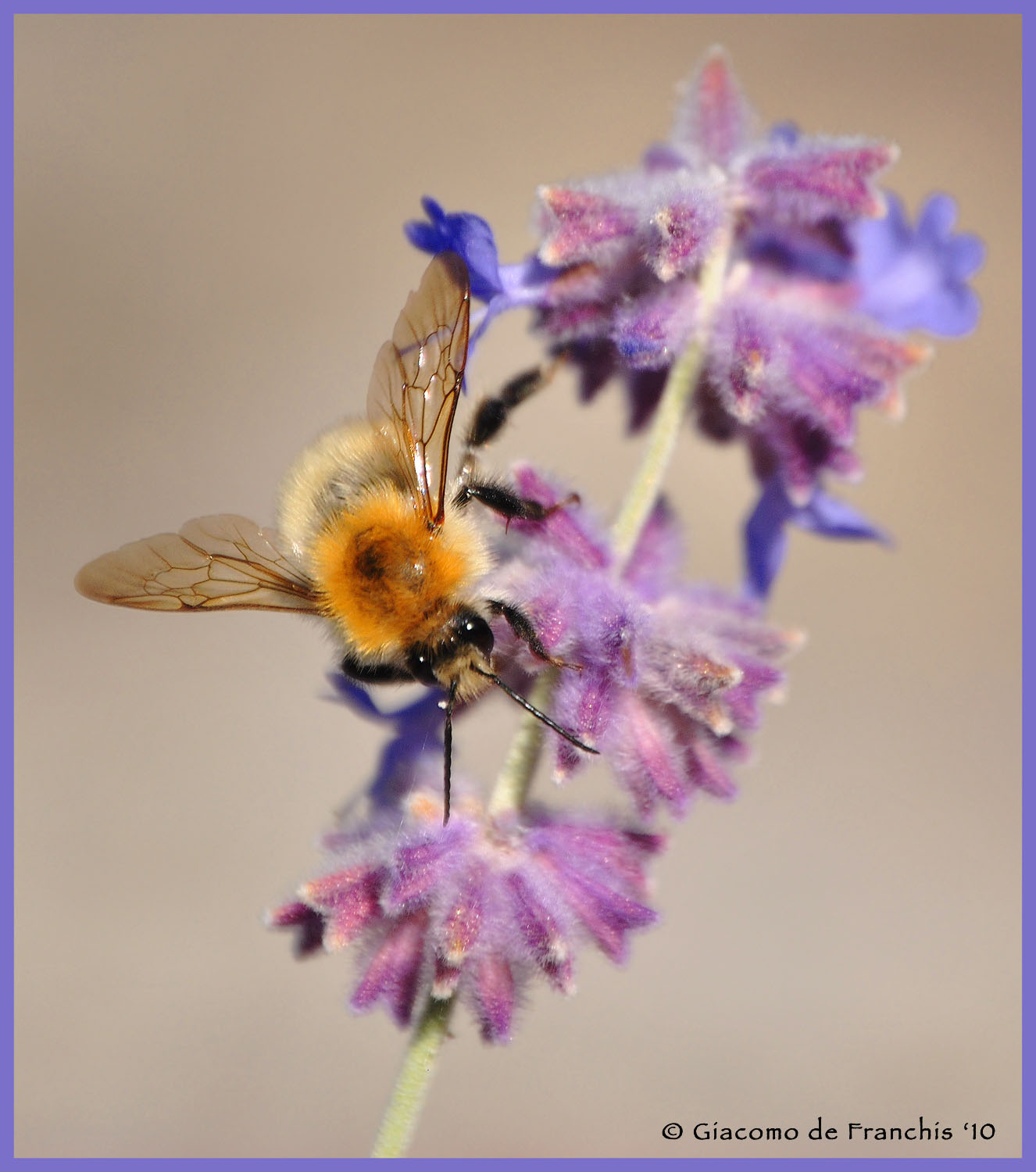 Bombus (pascuorum?) e possibile Apidae Anthophorinae